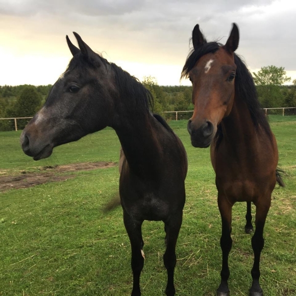 Meet your Posher, Laura - Picture 3 of 4